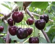 Prunus a. 'Kordia'
