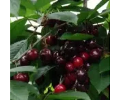 Prunus a. 'Merchant'