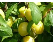 Prunus d. 'Mirabelle de Nancy'