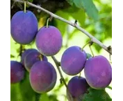 Prunus d. 'Marjorie's Seedling'