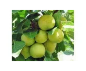 Prunus d. 'Ontario'