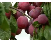 Prunus d. 'Opal'