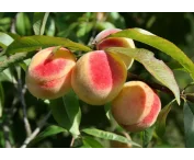 Prunus p. 'Benedicte'