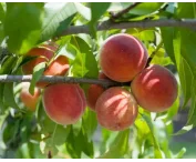 Prunus p. 'Red Haven'