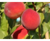 Prunus p. 'Roter Weinbergpfirsich'