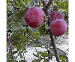 Prunus d. 'Reine Claude d'Althan'