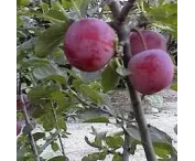 Prunus d. 'Reine Claude d'Althan'