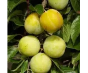 Prunus d. 'Reine Claude d'Oullins'
