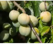 Prunus d. 'Reine Claude Verte'