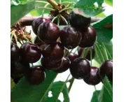 Prunus a. 'Regina'