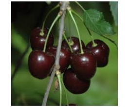 Prunus a. 'Stella'