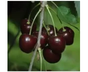 Prunus a. 'Stella'