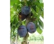Prunus d. 'Valor'