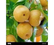 Pyrus pyrifolia 'Shinseiki'
