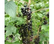 Ribes nig. 'Ben Alder'