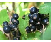 Ribes nig. 'Bona'
