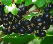 Ribes nigrum 'Hedda'