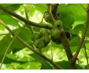 Ribes nigrum 'Ojeblanc'