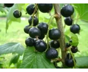 Ribes nig. 'Tenah'