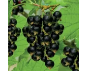 Ribes nig. 'Titania'
