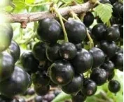 Ribes nig. 'Triton'