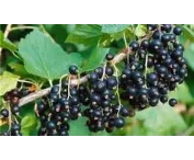 Ribes nig. 'Tsema'