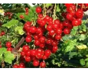 Ribes r. 'Augustus'