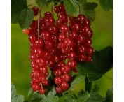 Ribes rubrum 'Detvan'