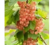Ribes rub. 'Gloire des Sablons'