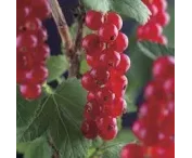 Ribes rubrum 'Haronia'