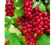 Ribes r. 'Junifer'