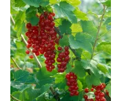 Ribes r. 'Laxton's Nr 1'