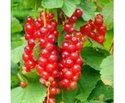 Ribes rubrum 'Marlena'®