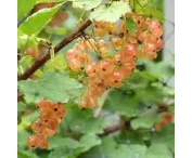 Ribes rubrum 'Pink Champagne'