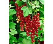 Ribes r. 'Rolan'