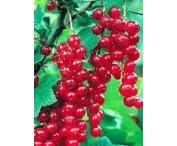 Ribes r. 'Roodneus'
