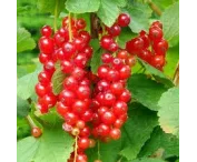Ribes r. 'Jonkheer van Tets'