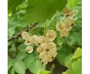 Ribes rub. 'Werdavia'