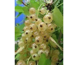 Ribes rub. 'Witte Hollander'