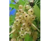 Ribes rubrum 'Weisse Versailler'