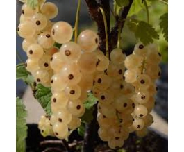 Ribes rub. 'Zitavia'