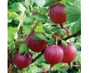 Ribes u.-c. 'Captivator'