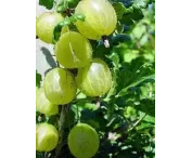 Ribes u.-c. 'Hinnomackii Groen'