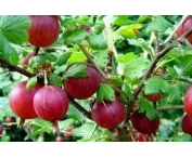 Ribes u.-c. 'Hinnomackii Rod'