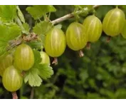 Ribes u.-c. 'Invicta'