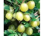 Ribes u.-c. 'Mucurines'