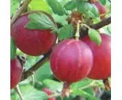 Ribes u.c.