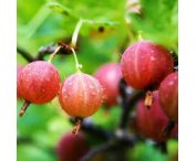 Ribes u.-c. 'Reflamba'