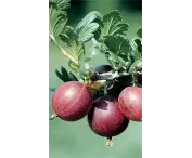 Ribes uva-crispa 'Rokula'®
