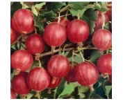 Ribes u.-c. 'Spinefree'